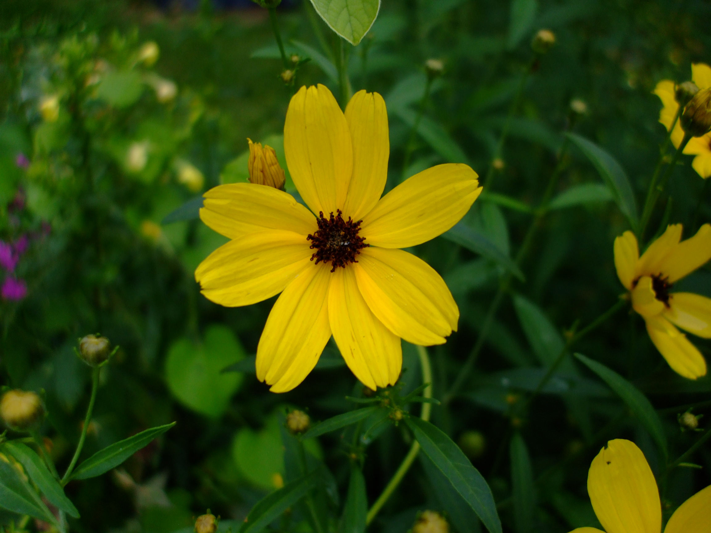 Coreopsis tripteris